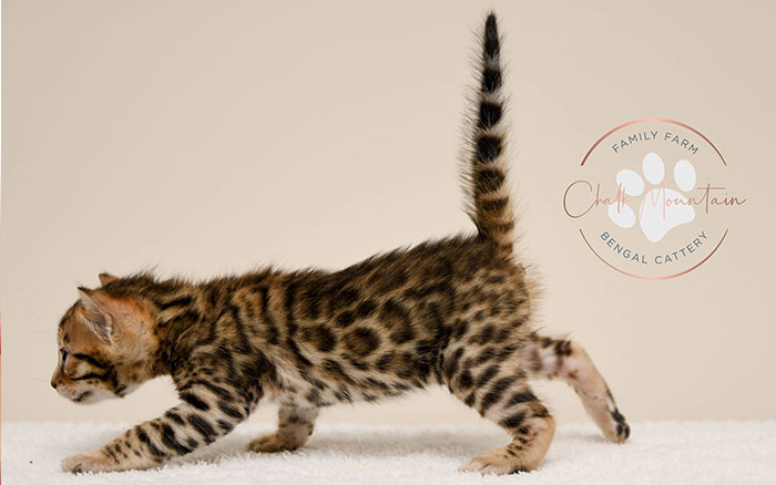 Bengal kitten for sale